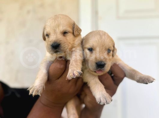 Golden Bebekler Için Acele Edin görsel