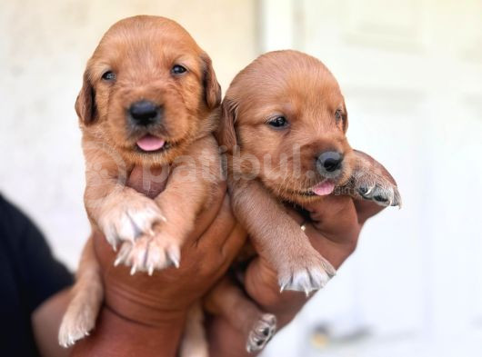 Golden Bebekler Için Acele Edin görsel