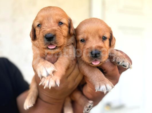 Golden Bebekler Için Acele Edin görsel