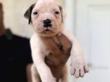 Güç Sevenlere American Bulldog Yavrularımız