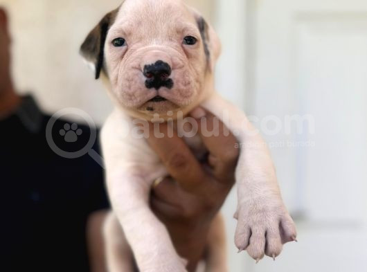 Güç Sevenlere American Bulldog Yavrularımız görsel