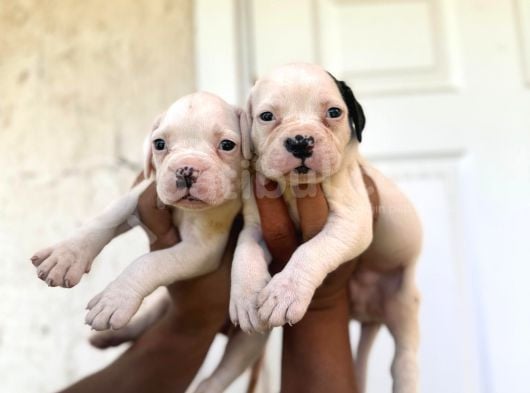 Güç Sevenlere American Bulldog Yavrularımız