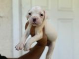 Güç Sevenlere American Bulldog Yavrularımız