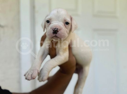 Güç Sevenlere American Bulldog Yavrularımız görsel