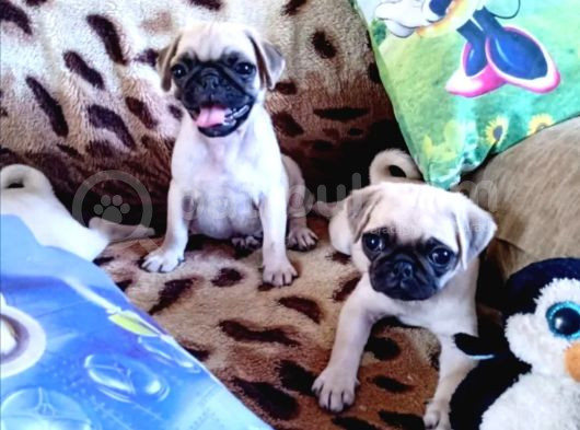 Pug Mops Bebeklerr görsel
