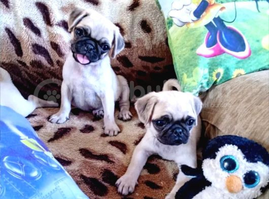 Pug Mops Bebeklerr