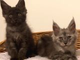 Show Class Maine Coon Türkiyede Tek Nadir Renk Rezerve Edi̇ld