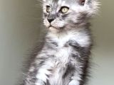 Show class Maine Coon Türkiyede tek nadir renk REZERVE EDİLD