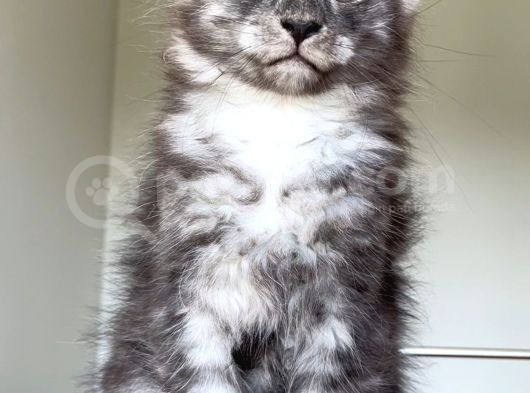 Show Class Maine Coon Türkiyede Tek Nadir Renk Rezerve Edi̇ld görsel