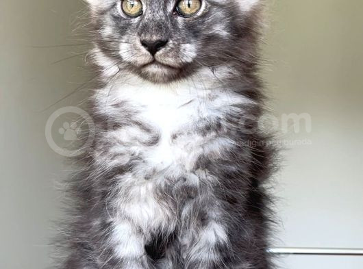 Show Class Maine Coon Türkiyede Tek Nadir Renk Rezerve Edi̇ld görsel