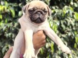 SAFKAN PUG BEBEKLER