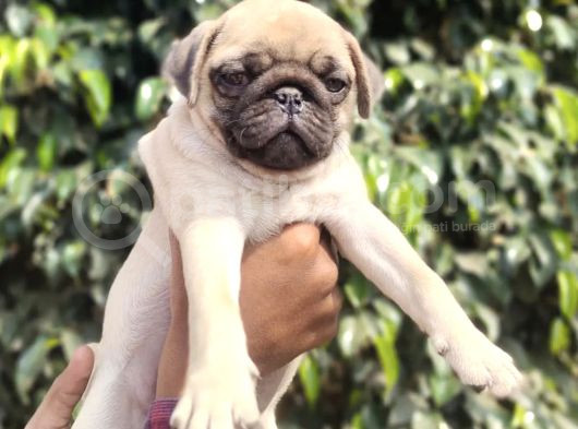 Safkan Pug Bebekler