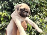 Safkan Pug Bebekler