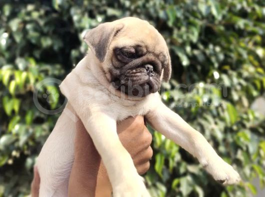Safkan Pug Bebekler görsel