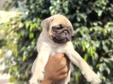 Safkan Pug Bebekler