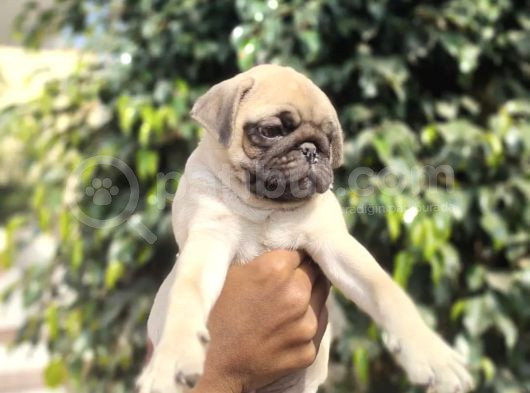 Safkan Pug Bebekler görsel