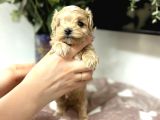 EV ÜRETİMİNDEN 0 NUMARA MALTİPOO BEBEKLER