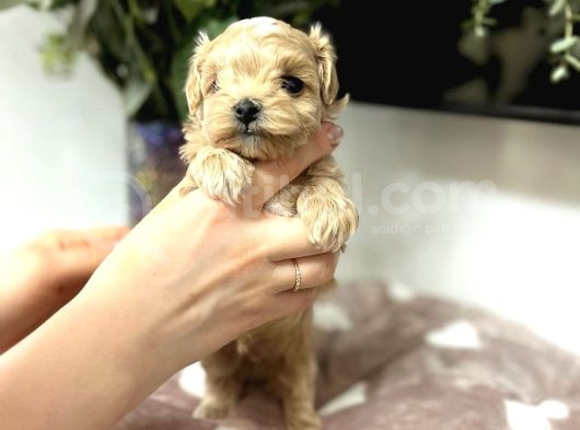 Ev Üreti̇mi̇nden 0 Numara Malti̇poo Bebekler