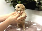 Ev Üreti̇mi̇nden 0 Numara Malti̇poo Bebekler