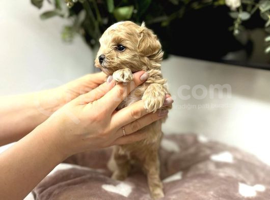Ev Üreti̇mi̇nden 0 Numara Malti̇poo Bebekler görsel