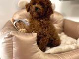 TOY POODLE BEBEKLER