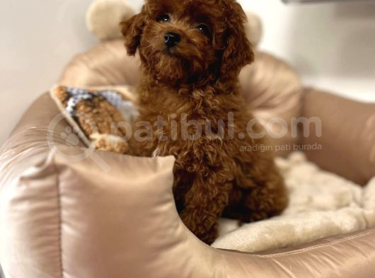 Toy Poodle Bebekler