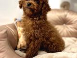 Toy Poodle Bebekler