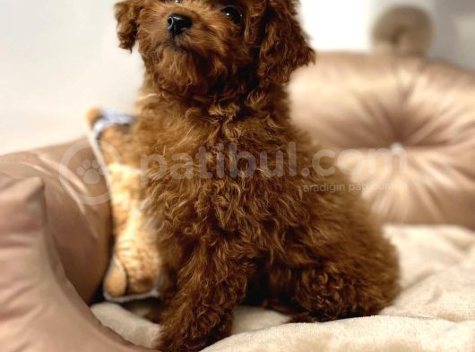 Toy Poodle Bebekler görsel
