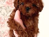 Kivir Kivir Irk Garanti̇li̇ Poodle Yavrulari