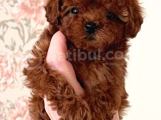Kivir Kivir Irk Garanti̇li̇ Poodle Yavrulari görsel