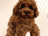 KIVIR KIVIR IRK GARANTİLİ POODLE YAVRULARI