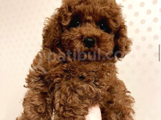 Kivir Kivir Irk Garanti̇li̇ Poodle Yavrulari