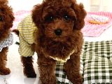 HAYATINIZIN YENİ ÜYESİ TOY POODLE BEBEKLER