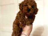 EN GÜZEL RENKTE TOY POODLE BEBEKLER
