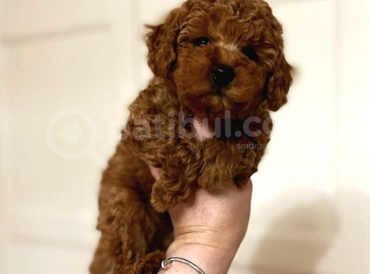 En Güzel Renkte Toy Poodle Bebekler