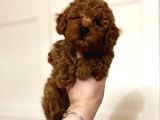 En Güzel Renkte Toy Poodle Bebekler