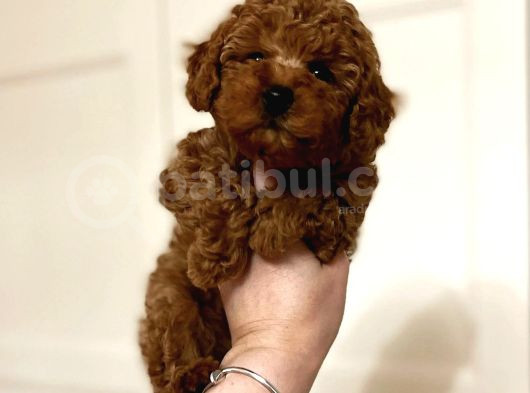 En Güzel Renkte Toy Poodle Bebekler görsel