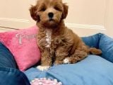 MUHTEŞEM KALİTEDE MALTİPOO YAVRULARI