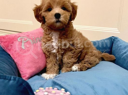 Muhteşem Kali̇tede Malti̇poo Yavrulari