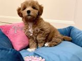 Muhteşem Kali̇tede Malti̇poo Yavrulari