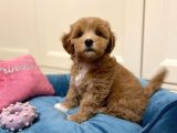 Muhteşem Kali̇tede Malti̇poo Yavrulari