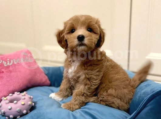 Muhteşem Kali̇tede Malti̇poo Yavrulari görsel