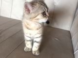 Safkan Minikler