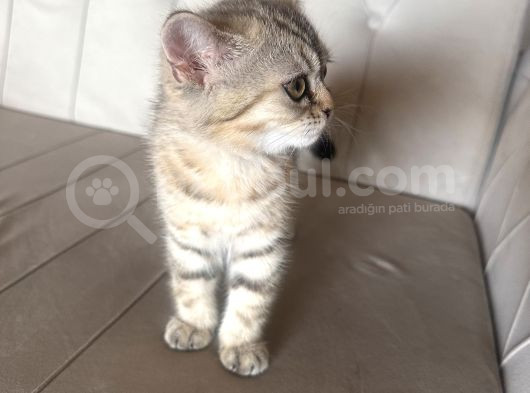 Safkan Minikler görsel