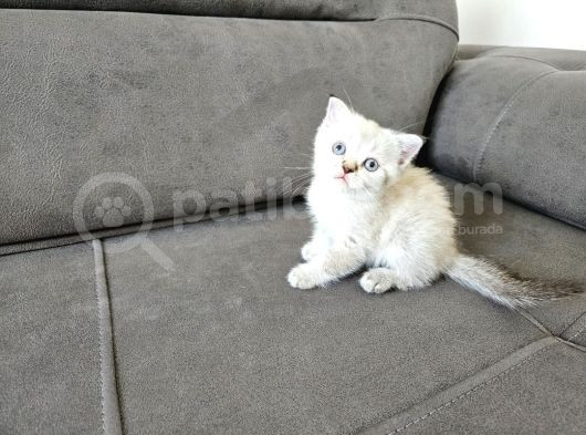 Şapşikler Yeni Yuvasını Ariyor görsel