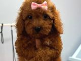 Kore Orijina Red Brown  Toy Podell