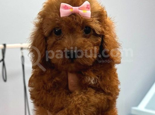 Kore Orijina Red Brown  Toy Podell görsel