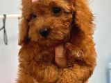 Kore orijina red brown  toy podell
