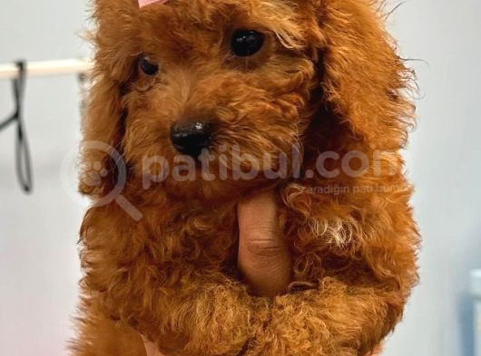 Kore Orijina Red Brown  Toy Podell