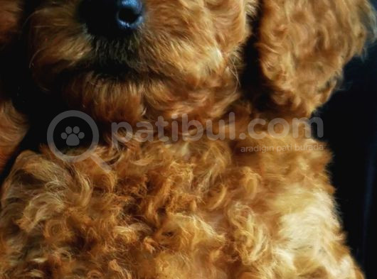 Kore Orijina Red Brown  Toy Podell görsel